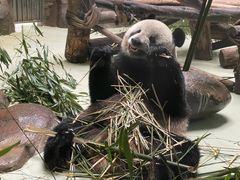 -都江堰中华大熊猫苑
