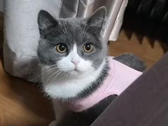 -灵美宠物诊所