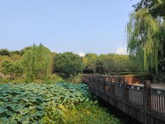 -绍兴镜湖国家城市湿地公园