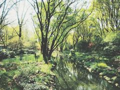 -上海共青森林公园