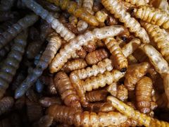 -昆虫窝子·特色云南菜(拓东路总店)