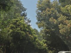 -铁山坪森林公园