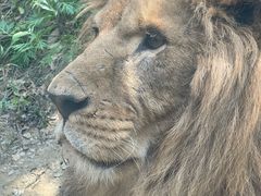 -栾川竹海野生动物园