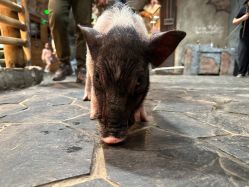 -Zoolung Zoolung动物主题公园(海信广场店)