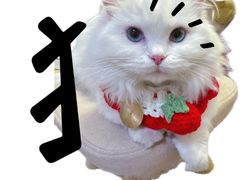 -伟伟宠物医院·瑞派猫友好医院·猫科(光谷店)