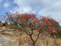 -白水寺森林公园