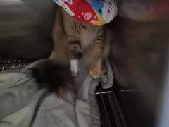 -创凡宠物医院·骨专科  猫科中心(西乡分院)
