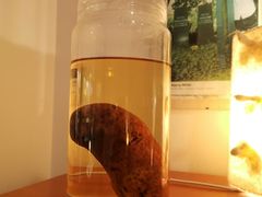 -冰岛阴茎博物馆