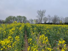 -汉长安城未央宫国家考古遗址公园