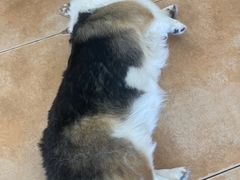 -Let's go狗咖·猫咖·奶狗·桌游(春熙路IFS店)