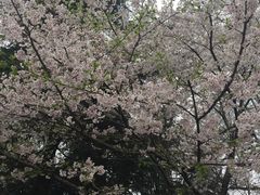 -武汉大学-樱园