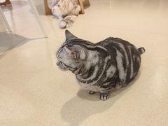 -藏猫猫咖啡主题馆(中央大道店)