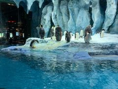 -帝企鹅自助餐厅•儿童岛•真企鹅(长隆企鹅酒店)