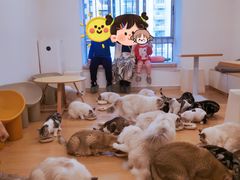 -有喵·猫咖·狗咖·30几只猫10只小狗(岗厦店)