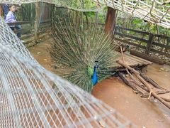 -海南热带野生动植物园