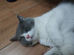 -艾贝尔宠物医院·24H转诊中心·肿瘤猫专科(江宁双龙店)