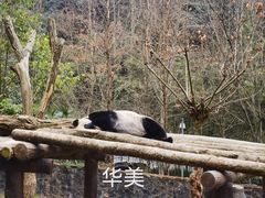 -都江堰中华大熊猫苑