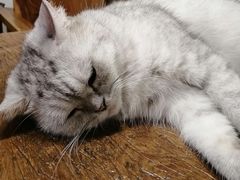 -喵园·猫主题咖啡厅·撸猫·猫咖(国贸店)