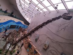 -陕西自然博物馆