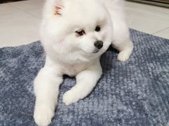 -宠福鑫康馨动物医院·骨科·眼科