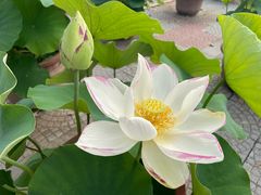 -莲花池公园