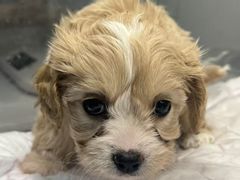 -翊宠yipet猫狗购宠庄园犬舍•猫舍