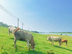 -东关回民小吃一条街(颍河西路店)