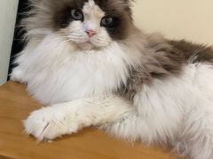 -滚猫咖啡·猫咖·猫友好撸猫(未来城店)