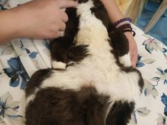 -猫色咖啡·猫咖