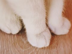 -猫腻·猫咖·撸猫馆(星光大道店)