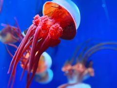 -成都浩海立方海洋公园