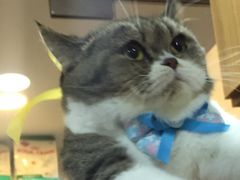 -PETKIT小佩宠物(古北店)
