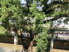 -广东胜利宾馆西关粤中餐厅