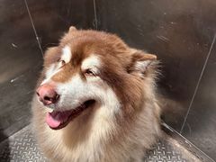 -Let's go狗咖·猫咖·奶狗·桌游(春熙路IFS店)