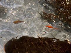 -老淳安—伴山伴湖(千岛湖开元度假村店)