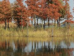 -贡湖湾湿地公园