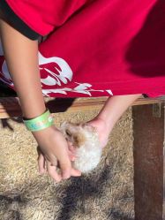 -酷嗒动物文化乐园(cutezoo西溪乐天城店)