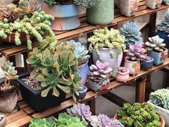 -旧屋咖啡(海景店)