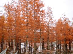 -白鹭湾湿地公园