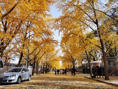 -三里屯东五街银杏大道