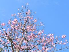 -厦门园林博览苑