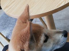 -宠颐生宠物医院·心肾内科·猫专科诊疗中心宠巢店