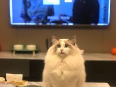 -四月宠物医院·猫专科·心脏专科·内科(转塘店)