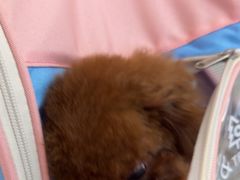 -北京观赏动物医院·24小时大型综合·猫专科·异宠专科