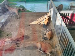 -西霞口神雕山野生动物世界