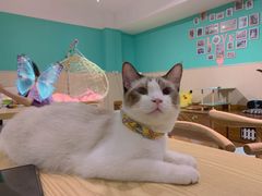 -绒爪撸猫下午茶·猫咖