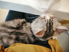 -飞行喵MR PILOT|猫舍·猫咖(静安大融城店)