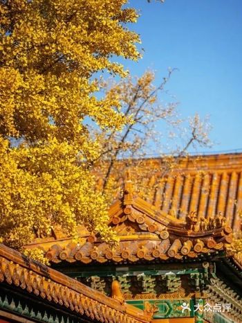 留住故宫最后的一抹深秋