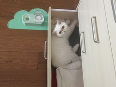 -猫大福·Fortune Cat猫舍(百子湾店)