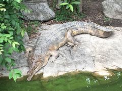 -清迈夜间动物园